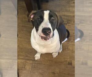 Mutt Dogs for adoption in Camarillo, CA, USA