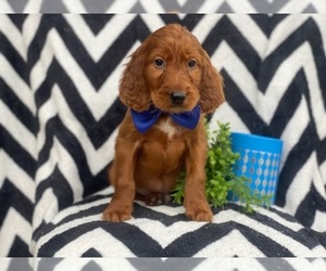 Irish Setter Puppy for sale in EAST EARL, PA, USA