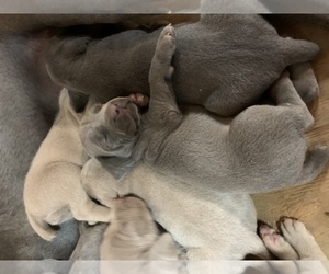 Weimaraner Puppy for sale in PAOLI, IN, USA