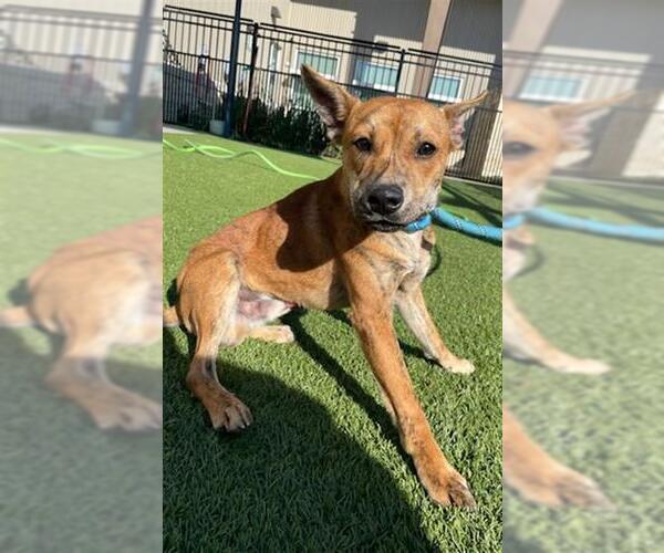 Medium Photo #2 American Pit Bull Terrier-Unknown Mix Puppy For Sale in Baytown, TX, USA