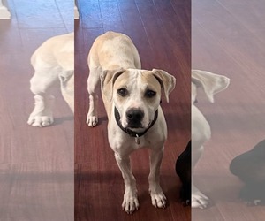 American Pit Bull Terrier-Unknown Mix Dogs for adoption in Germantown, OH, USA