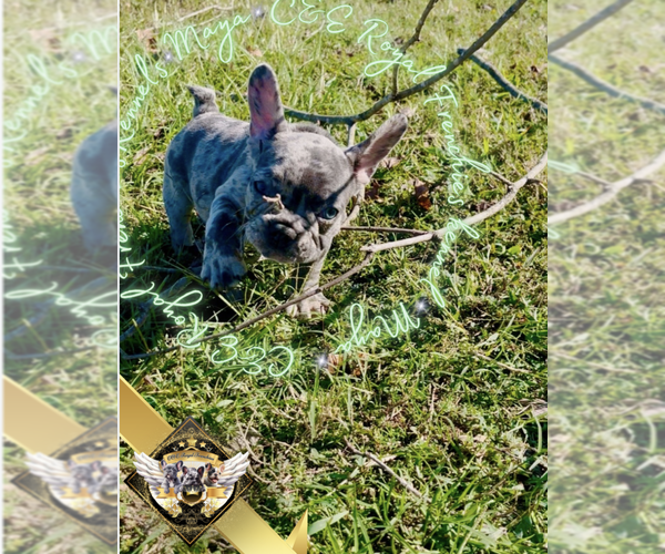 Medium Photo #3 French Bulldog Puppy For Sale in ATHENS, GA, USA