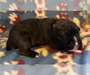 Boxer Puppy for Sale in VINEMONT, Alabama USA