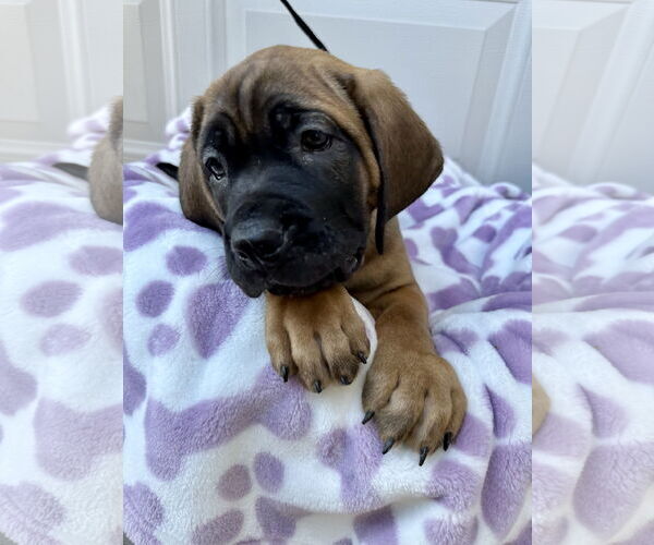 Medium Photo #3 Mutt Puppy For Sale in Goodyear, AZ, USA