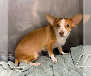 Chihuahua Dogs for adoption in Chico, CA, USA