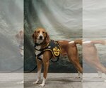 Small #1 English Foxhound-Treeing Walker Coonhound Mix