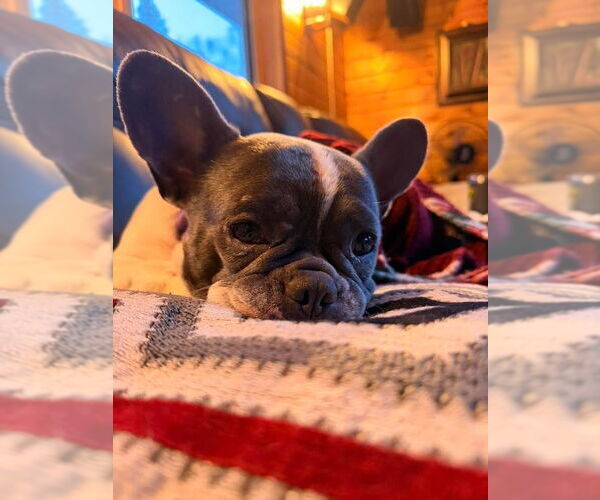 Medium Photo #4 French Bulldog-Unknown Mix Puppy For Sale in Duluth, MN, USA