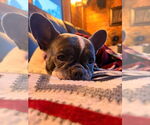 Small #3 French Bulldog Mix