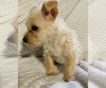 Small Photo #5 Chorkie Puppy For Sale in LA SIERRA, CA, USA