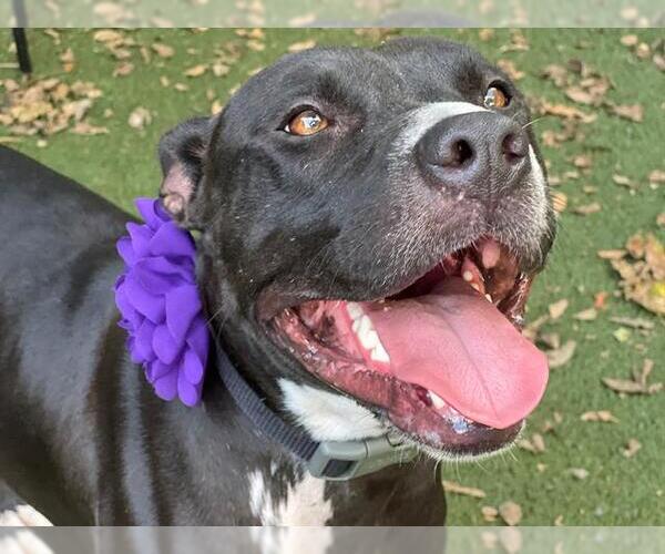 Medium Photo #1 American Pit Bull Terrier Puppy For Sale in Charlotte, NC, USA