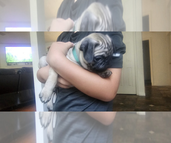 Medium Photo #15 Pug Puppy For Sale in DENTON, TX, USA