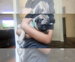 Small #14 Pug