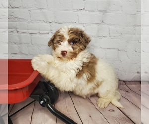 Aussiedoodle Miniature -Poodle (Miniature) Mix Puppy for sale in GOSHEN, IN, USA