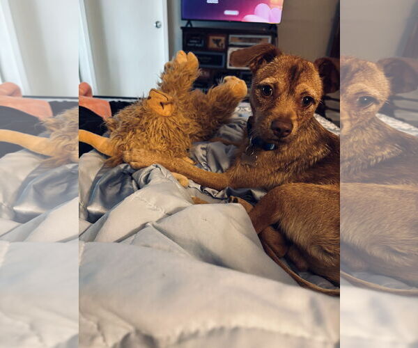 Medium Photo #3 Border Terrier-Chihuahua Mix Puppy For Sale in Dallas, TX, USA