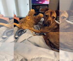 Small #2 Border Terrier-Chihuahua Mix