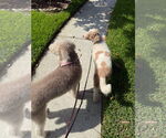 Small #6 Labradoodle