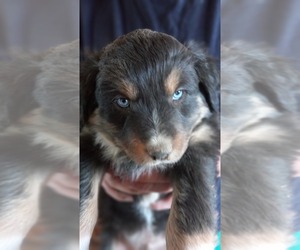 Australian Shepherd Puppy for sale in COTOPAXI, CO, USA