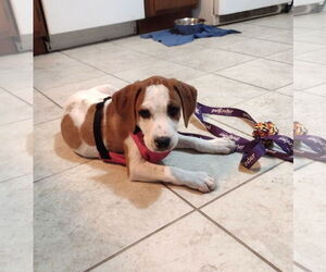 Mutt Dogs for adoption in Wheaton, IL, USA