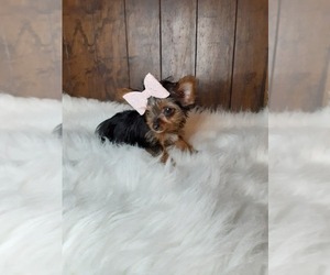 Yorkshire Terrier Puppy for sale in INDIANAPOLIS, IN, USA