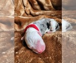 Small Photo #77 Sheepadoodle Puppy For Sale in LEHI, UT, USA