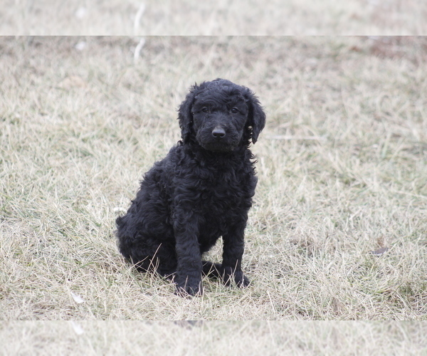 Medium Photo #6 Goldendoodle Puppy For Sale in MEMPHIS, MO, USA
