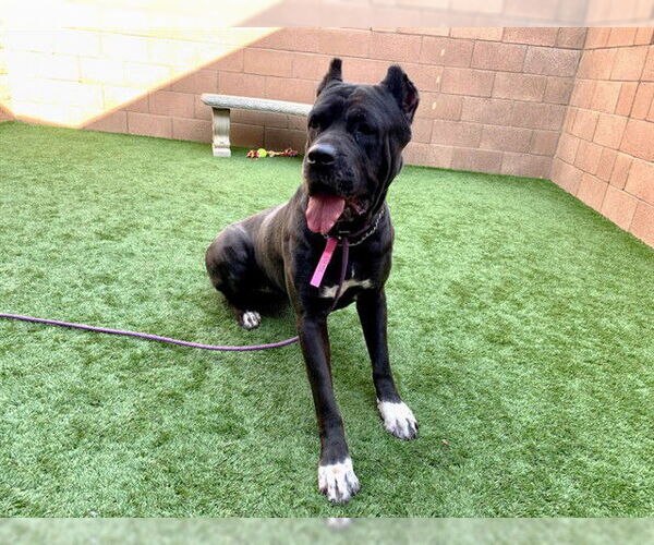 Medium Photo #1 Mutt Puppy For Sale in Moreno Valley, CA, USA