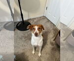 Small #7 Brittany Mix