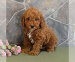 Small Photo #1 Poodle (Miniature) Puppy For Sale in MILL HALL, PA, USA