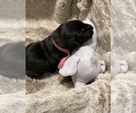 Small Photo #2 Great Dane Puppy For Sale in BELLEVUE, WA, USA