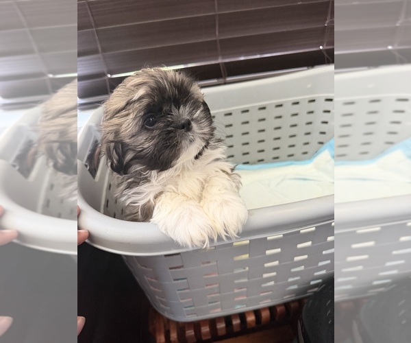 Medium Photo #8 Shih Tzu Puppy For Sale in GLENDALE HEIGHTS, IL, USA