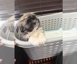 Small #7 Shih Tzu