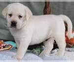 Small Photo #14 Labrador Retriever Puppy For Sale in SYRACUSE, IN, USA