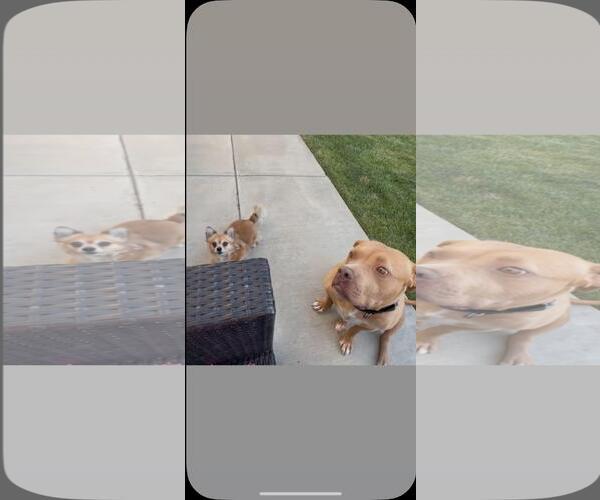 Medium Photo #5 American Pit Bull Terrier Puppy For Sale in Hayward, CA, USA
