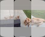 Small #4 American Pit Bull Terrier