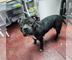 Small #2 American Pit Bull Terrier Mix