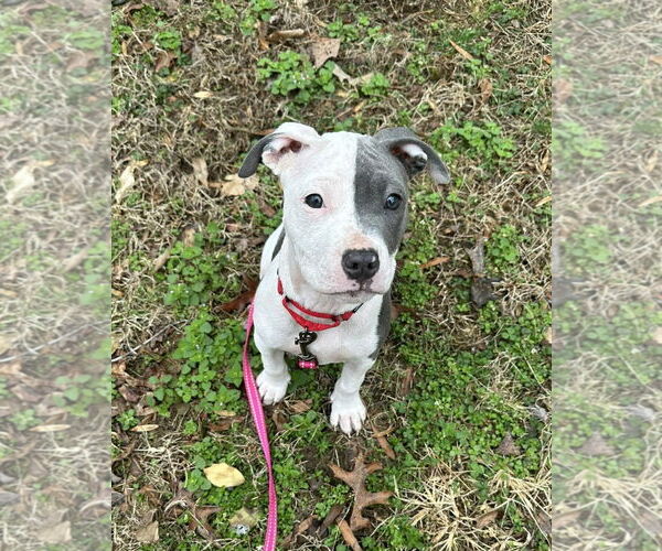 Medium Photo #7 Mutt Puppy For Sale in Spotsylvania, VA, USA