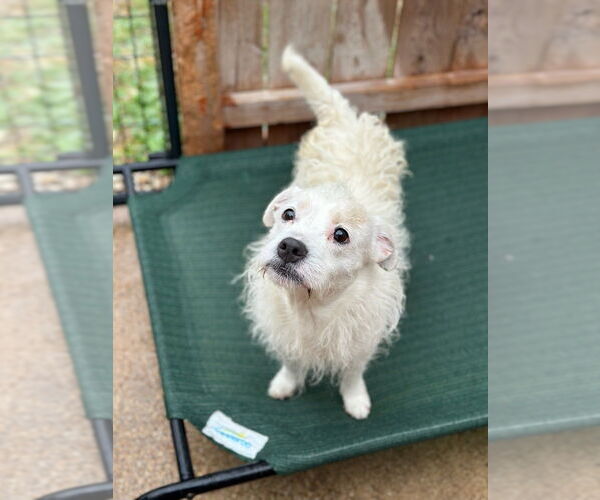 Medium Photo #1 Mutt Puppy For Sale in Oak Bluffs, MA, USA