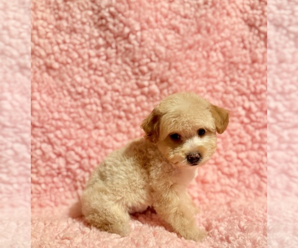 Medium Photo #6 Poodle (Toy) Puppy For Sale in REDLANDS, CA, USA