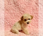 Small #5 Poodle (Toy)