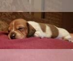 Small Photo #3 Dachshund Puppy For Sale in CEDAR RAPIDS, IA, USA