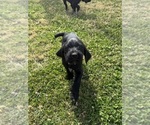 Puppy Pink Puppy German Wirehaired Pointer