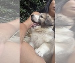 Small Photo #79 Australian Shepherd Puppy For Sale in LEXINGTON, SC, USA