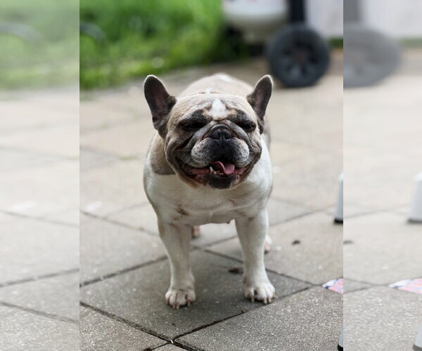 Medium Photo #2 French Bulldog Puppy For Sale in FAIRLAWN, OH, USA