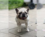 Small #1 French Bulldog