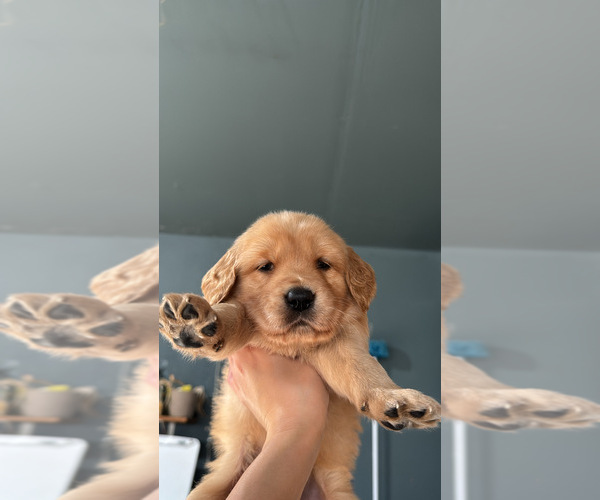 Medium Photo #8 Golden Retriever Puppy For Sale in VALLEJO, CA, USA