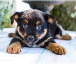 Puppy 2 Yoranian