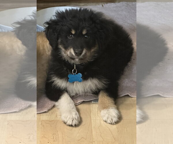 Medium Photo #1 Mutt Puppy For Sale in Plainfield, IL, USA