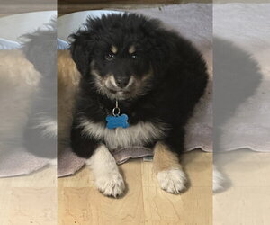Mutt Dogs for adoption in Plainfield, IL, USA