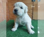 Small #4 English Cream Golden Retriever