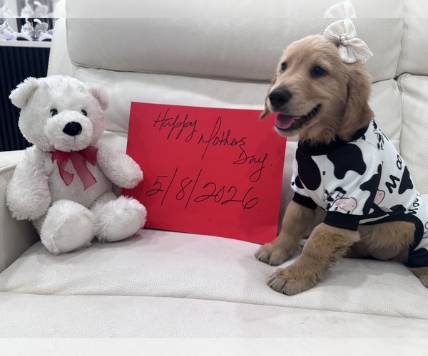 Medium Photo #1 Golden Retriever Puppy For Sale in ORLANDO, FL, USA